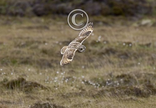 Short-eared Owl in Flight DM0911